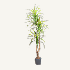Yapay Dracena Ağaçları